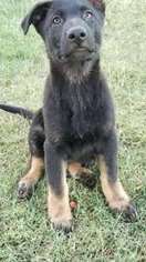 German Shepherd Dog Puppy for sale in Clements, CA, USA