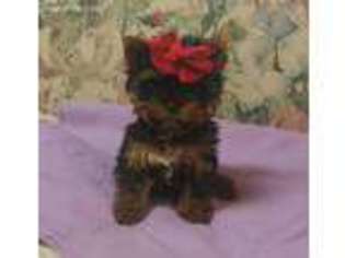 Yorkshire Terrier Puppy for sale in Haynesville, LA, USA