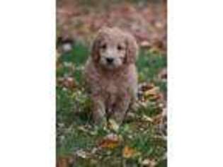 Goldendoodle Puppy for sale in Wheaton, MO, USA
