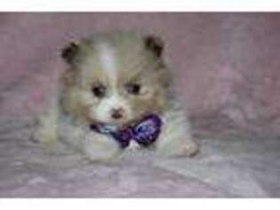 Pomeranian Puppy for sale in Bristol, IN, USA