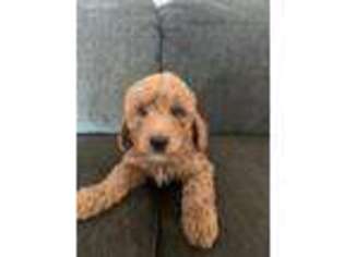 Goldendoodle Puppy for sale in Ankeny, IA, USA