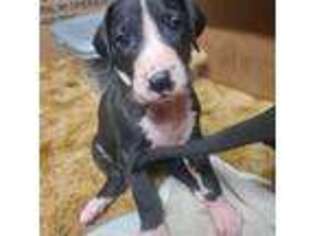 Great Dane Puppy for sale in Toronto, SD, USA