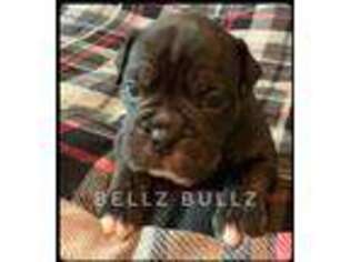 Olde English Bulldogge Puppy for sale in West Des Moines, IA, USA