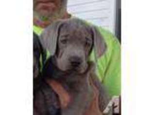 Labrador Retriever Puppy for sale in EAGLE CREEK, OR, USA