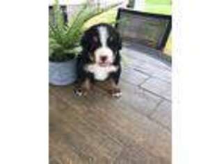 Bernese Mountain Dog Puppy for sale in Paris, TN, USA