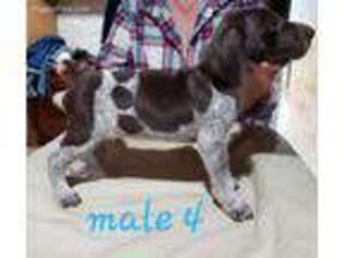 German Shorthaired Pointer Puppy for sale in Emlenton, PA, USA