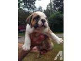 Bulldog Puppy for sale in OOLTEWAH, TN, USA