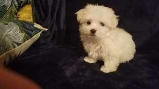Maltese Puppy for sale in GRAND PRAIRIE, TX, USA
