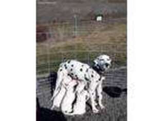 Dalmatian Puppy for sale in Lewiston, ID, USA