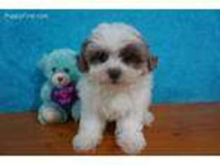 Mal-Shi Puppy for sale in Chilton, WI, USA
