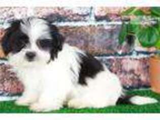 Buggs Puppy for sale in Baltimore, MD, USA