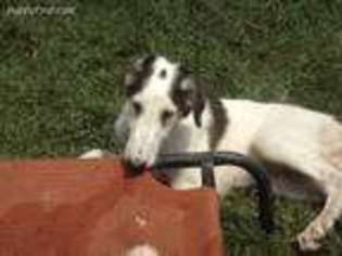 Borzoi Puppy for sale in Browns Valley, CA, USA