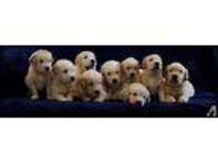 Golden Retriever Puppy for sale in SEATTLE, WA, USA