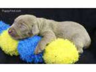Labrador Retriever Puppy for sale in Cobbtown, GA, USA
