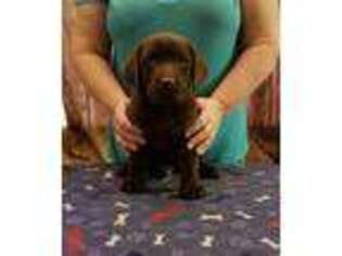 Labrador Retriever Puppy for sale in Archer, FL, USA