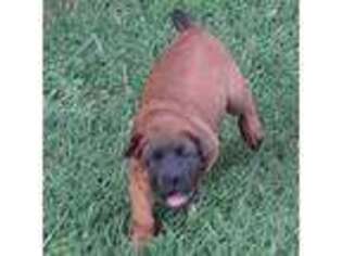 Boerboel Puppy for sale in Unknown, , USA