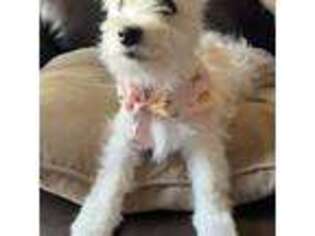 West Highland White Terrier Puppy for sale in Newport, WA, USA