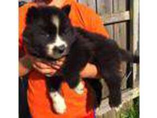 Siberian Husky Puppy for sale in Princeton, IN, USA