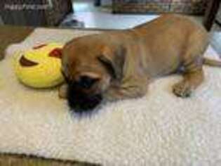 Mastiff Puppy for sale in Dayton, OH, USA