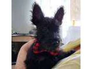 Scottish Terrier Puppy for sale in Nipomo, CA, USA