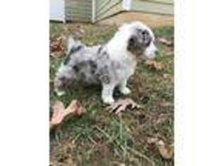 Miniature Australian Shepherd Puppy for sale in Pleasant Hope, MO, USA
