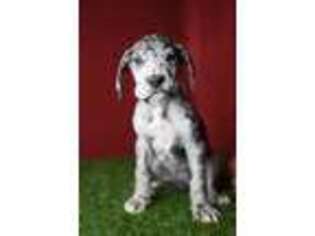 Great Dane Puppy for sale in Fountain City, IN, USA