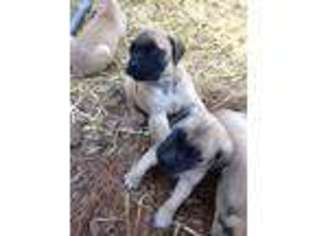 Mastiff Puppy for sale in Raleigh, NC, USA