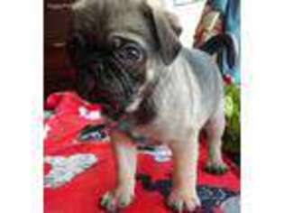 Pug Puppy for sale in Wakeman, OH, USA