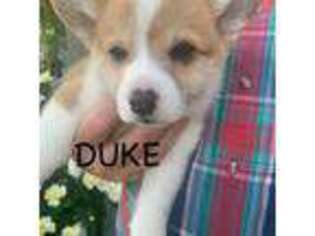 Pembroke Welsh Corgi Puppy for sale in Carthage, MO, USA