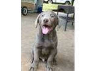 Labrador Retriever Puppy for sale in Ozark, AL, USA