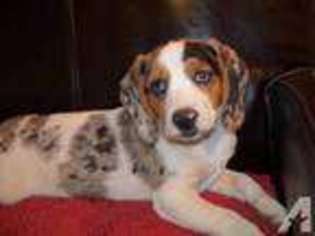 Beagle Puppy for sale in APPLE VALLEY, CA, USA