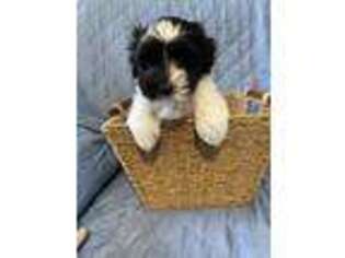 Coton de Tulear Puppy for sale in Leavittsburg, OH, USA