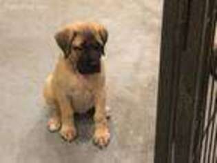 Mastiff Puppy for sale in Mendon, NY, USA