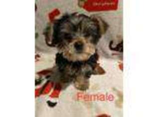 Yorkshire Terrier Puppy for sale in Pittsfield, NH, USA