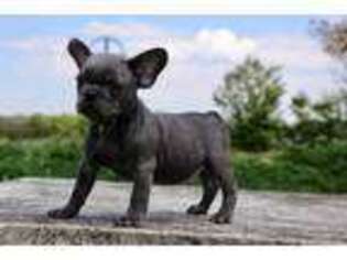 French Bulldog Puppy for sale in Long Branch, NJ, USA