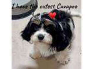 Cavapoo Puppy for sale in Ocala, FL, USA