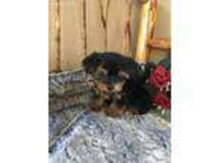 Yorkshire Terrier Puppy for sale in New London, MN, USA