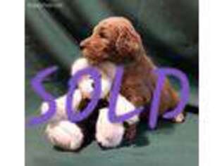 Goldendoodle Puppy for sale in Mishawaka, IN, USA