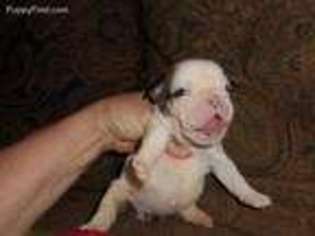 Bulldog Puppy for sale in Fox Lake, IL, USA