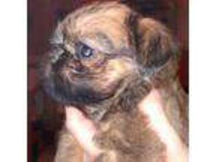 Brussels Griffon Puppy for sale in Canton, NC, USA
