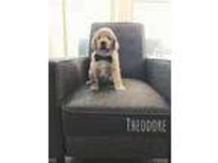 Goldendoodle Puppy for sale in Mowrystown, OH, USA