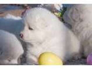 Samoyed Puppy for sale in Broomfield, CO, USA