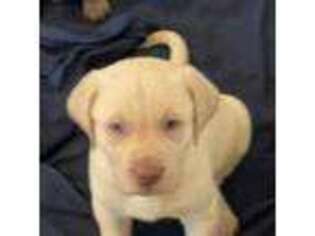 Labrador Retriever Puppy for sale in Toledo, OH, USA