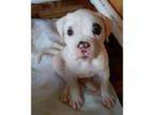 American Bulldog Puppy for sale in Chula Vista, CA, USA