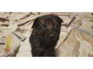 German Shepherd Dog Puppy for sale in Pueblo, CO, USA