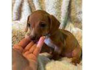 Dachshund Puppy for sale in Lagrangeville, NY, USA