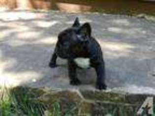 French Bulldog Puppy for sale in MARBLE FALLS, AR, USA