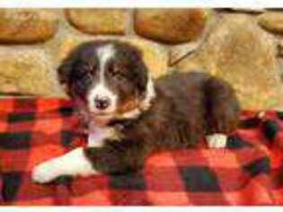 Border Collie Puppy for sale in Buffalo, MO, USA