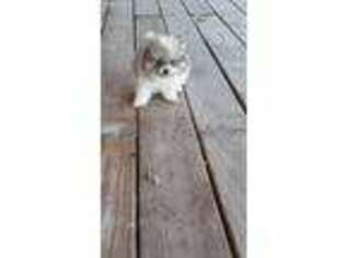 Pomeranian Puppy for sale in Labelle, FL, USA