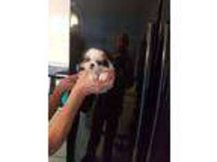 Mutt Puppy for sale in Rockaway, NJ, USA